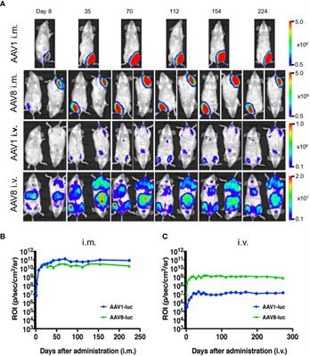Liver-Directed AAV8 Booster Vaccine Expressing <mark class="highlighted">Plasmodium falciparum Antigen</mark> Following Adenovirus Vaccine Priming Elicits Sterile Protection in a Murine Model